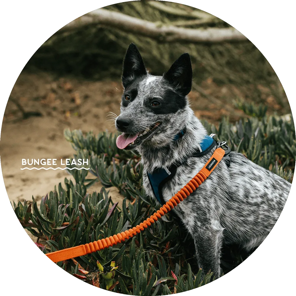 Ashbury Hands-Free Dog Leash