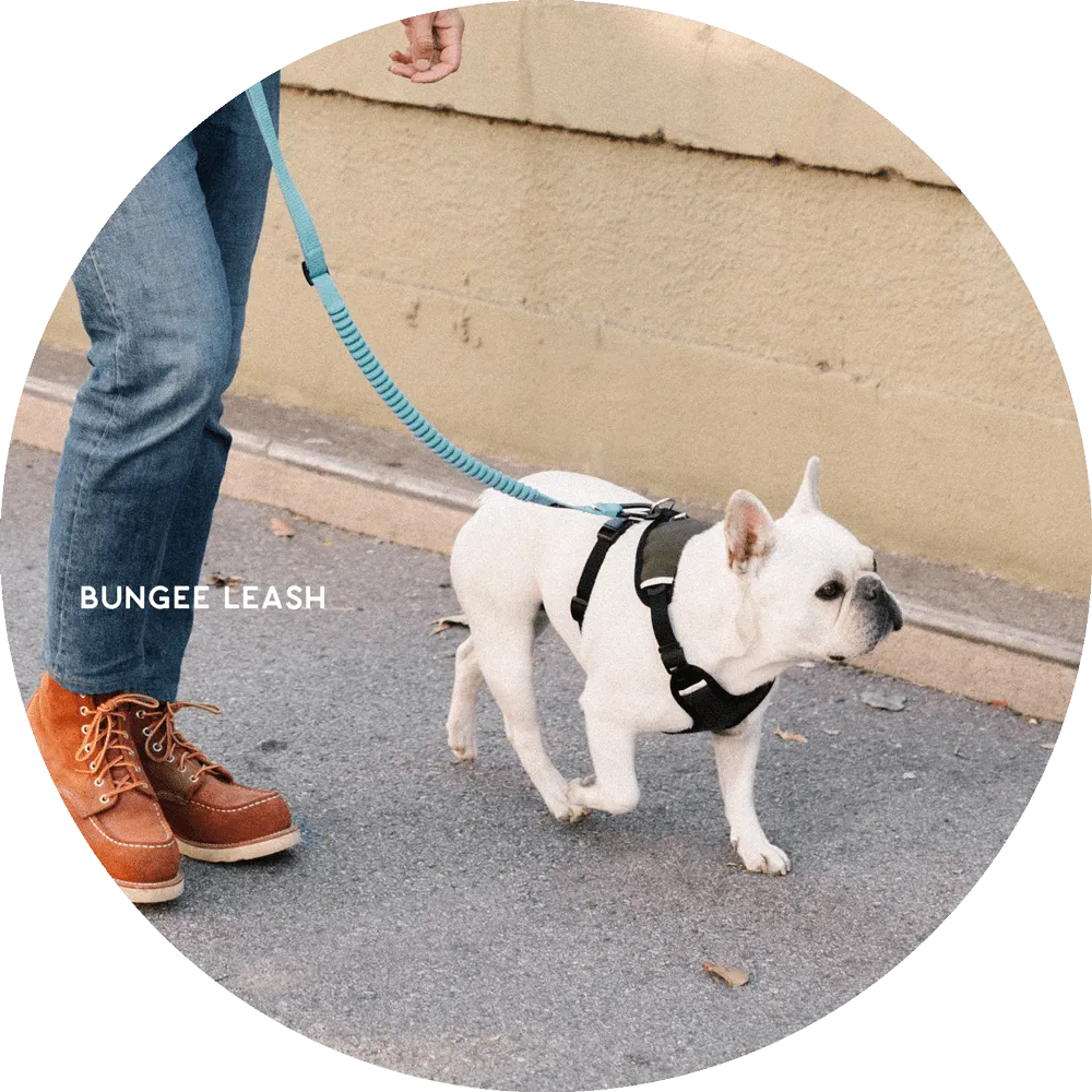 Ashbury Hands-Free Dog Leash